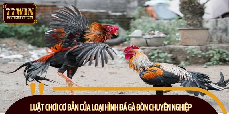 Luật chơi cơ bản của loại hình đá gà đòn chuyên nghiệp